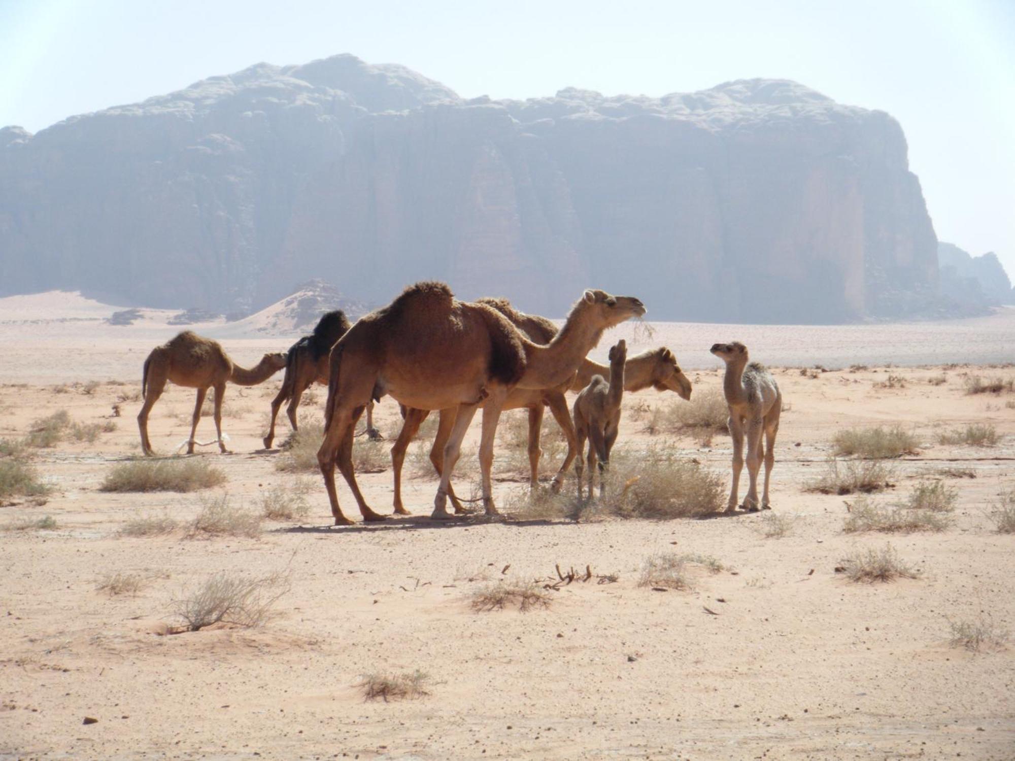 Hotel Salem Camp Wadi Rum Esterno foto